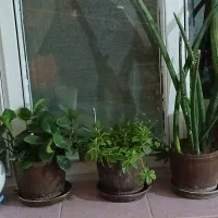 گل طبیعی با گلدان حراج دونه ای 90تومن