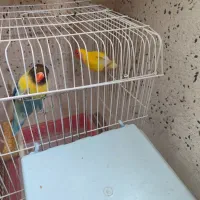طوطی برزیلی نر ماده|پرنده|اردبیل, |دیوار