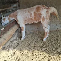 بز خوب|حیوانات مزرعه|برازجان, |دیوار