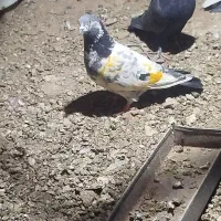 تعداد کفتر خوب بفروش می‌رسد