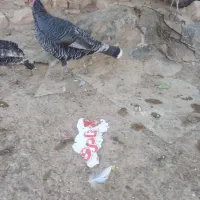 بو قلبمون معاوضه با قاز