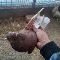 کله دمسبز|پرنده|زرندیه, |دیوار