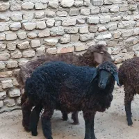 3 عدد بره ماده کردی قلم دار مقبول|حیوانات مزرعه|مشهد, قائم|دیوار