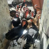 چهارعددبوقلمون وسه عددمرغ تخم گذارنژادخوب|حیوانات مزرعه|اهواز, کوی رمضان|دیوار