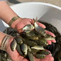 بچه ماهی کپور و امور و غذای ماهی