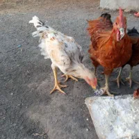 فروش خروس دو رگ|حیوانات مزرعه|پاوه, |دیوار