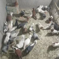 پرنده۰|پرنده|قزوین, |دیوار