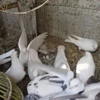 کبوترپرشی وزینتی نوک ریز|پرنده|فردیس, شهرک شهید حسینی|دیوار