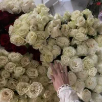 رز سفید