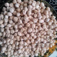 فروش نخود درشت و بذری گوکسو