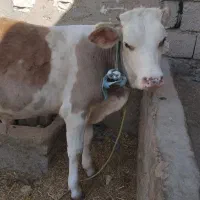 گوساله نر جنس درجه 1