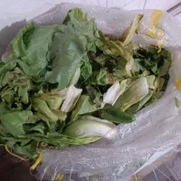 آشغال سبزی و کاهو