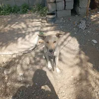 سگ ژرمن|سگ|رودان, |دیوار