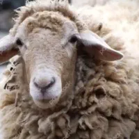 خریدار گوسفند باعقد قرارداد وچک صیادی