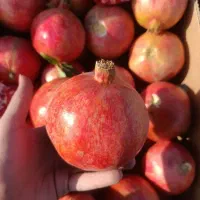 انار میخوش سریزد|خوردنی و آشامیدنی|یزد, |دیوار