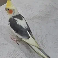 عروس هلندی گمشده