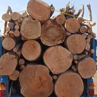 خریدار چوب   خیس خشک هیزمی و صنعتی  همه مدل چوب
