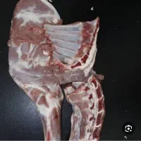 یک لاشه گوسفند۲۳کیلویی منجمد
