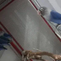 کوتوله برزیلی|پرنده|دزفول, |دیوار