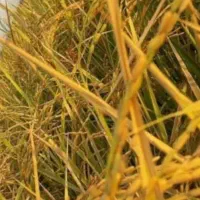 برنج درجه یک کامفیروزی اعلا بشرط پخت|خوردنی و آشامیدنی|شیراز, آزادی|دیوار