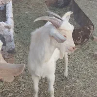 بزغاله نر ۶ماهه سانن|حیوانات مزرعه|باخزر, |دیوار