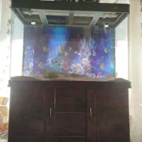 فروش فوری آکواریوم