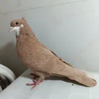 کبوترکرباتی زردمادکله انایی نرخال سیاهفرنگ دم سفید