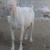بز سانن حیکلی شیری آبست