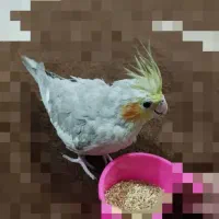 عروس هلندی نر سخنگو