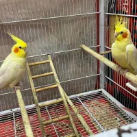 جفت عروس هلندی