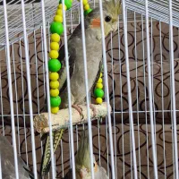 فروش ویژه عروس هلندی