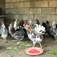 تخم و جوجه مرغ گلین لری|حیوانات مزرعه|بابل, |دیوار