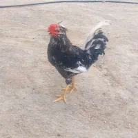 خروس