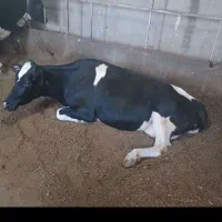 خرید و فروش گاو افتاده و کسل حال