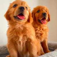 سگ گلدن رتریور