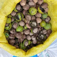 خریدار گردو سر درخت