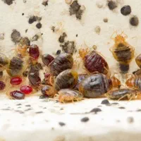 سمپاشی تخصصی ساس سوسک کک کنه در یک مرحله تضمینی