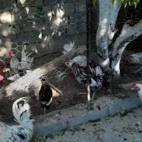 ۱۳عدد خروس خوشگل وسالم گلین باب داشت و نذر|حیوانات مزرعه|اسلام‌‌آباد غرب, |دیوار