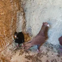 زرد گلی کلایی سیستان