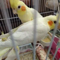 عروس لوتینوهلندی مولد4تا|پرنده|تبریز, |دیوار