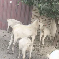 نربزسانن|حیوانات مزرعه|محمدشهر, محمدشهر|دیوار