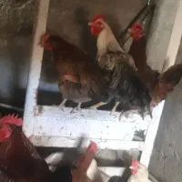 سلام تعدادی مرغ وخوروس