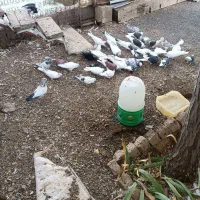 کبوتر