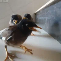 جوجه مینا