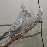 عروس هلندی فنچ کینگ طوطی برزیلی