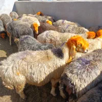 میش