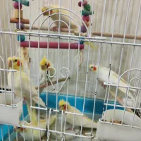 فروش عروس هلندی