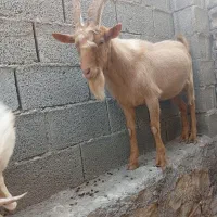 پازن آلپاین وسانن وکهره نر سانن|حیوانات مزرعه|خورموج, |دیوار