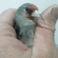 سهره|پرنده|رفسنجان, |دیوار