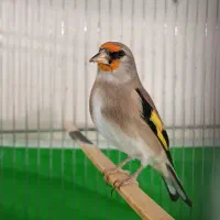 سهره مولدکرمانی درجه ۱